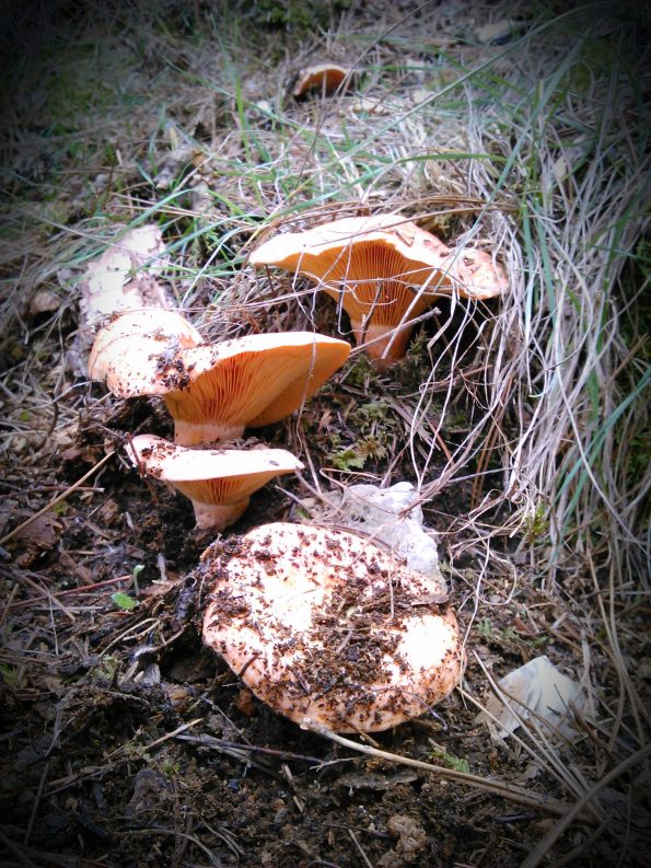 Concurso de fotos de Casas de Garcimolina