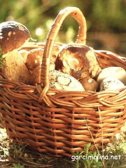 Setas, ¿cortar o arrancar?