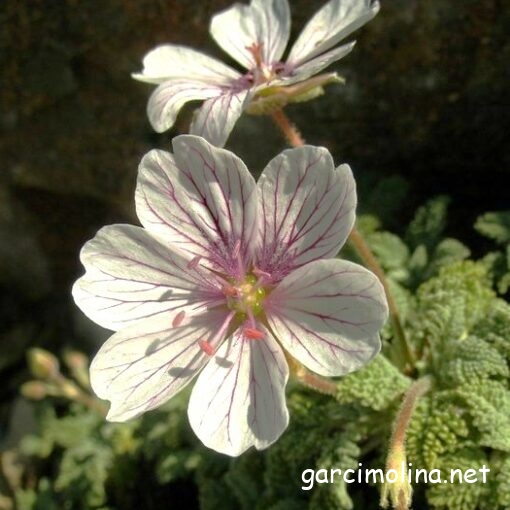 ERODIO-ERINACEETUM ANTHYLLIDIS