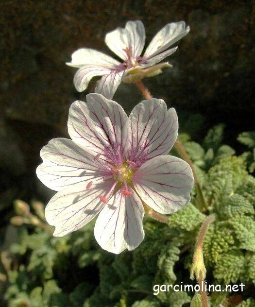 ERODIO-ERINACEETUM ANTHYLLIDIS