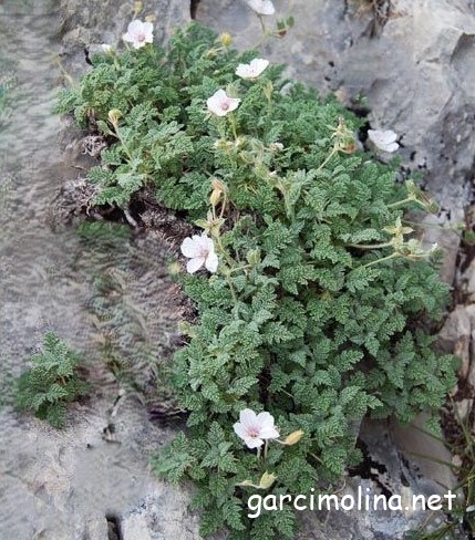 ERODIO-ERINACEETUM ANTHYLLIDIS